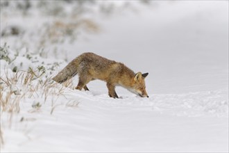 Red fox (Vulpes vulpes), in a snowy landscape, appears to be sniffing the ground as it walks in a