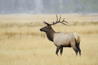 Wapiti (Cervus canadensis, Cervus elaphus canadensis), male, Yellowstone National Park, Wyoming,