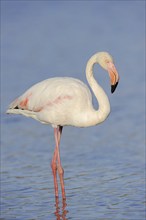 Greater flamingo (Phoenicopterus roseus), Camargue, Provence, southern France