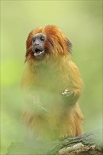 Golden lion tamarin (Leontopithecus rosalia), captive, occurrence in Brazil