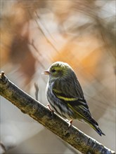 Female of Eurasian Siskin, Spinus spinus, bird in forest at winter sun