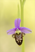 Woodcock bee-orchid (Ophrys scolopax), flower, Provence, southern France