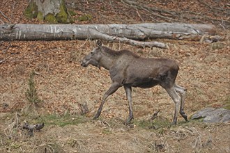 Elk, Alces alces, Bavarian Forest National Park, Bavaria, Germany, Captive, Europe