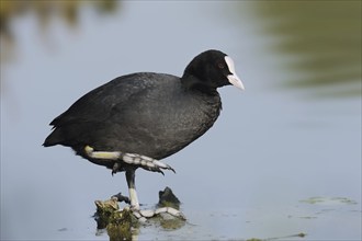 Common coot (Fulica atra), North Rhine-Westphalia, Germany, Europe