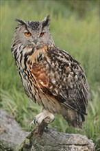 Eurasian eagle-owl (Bubo bubo), France, Europe