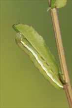 Gothica catkin owl or brownish grey spring owl (Orthosia gothica), caterpillar, North