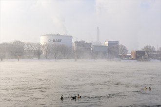 BASF plant site on the banks of the Rhine, chemical company, Canada geese, foggy mood,