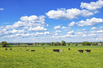 Dairy cows on a meadow in an idyllic rural landscape a beautiful summer day, Sweden, Europe