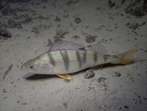 Striped bass (Perca fluviatilis) resting on the sandy bottom of Lake Zurich. Dive site Schoggiwand,