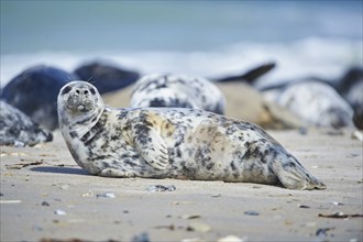 Close-up of harbor or harbour seal (Phoca vituliana vitulina) in spring (april) on Helgoland a