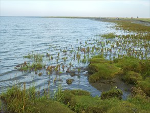 Natural beach, North Sea, Wadden Sea National Park, Hilgenriederwatt, East Frisia, Germany, Europe