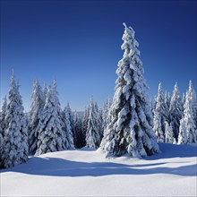 Snow-covered winter landscape, snow-covered spruces and sparkling snow crystals, Harz National