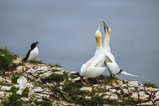 Northern Gannet, Morus bassanus and Razorbill, Alca Torda, birds on cliff, Bempton Cliffs, North