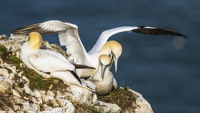 Northern Gannet, Morus bassanus, birds on cliff, Bempton Cliffs, North Yorkshire, England, United