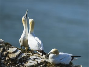 Northern Gannet, Morus bassanus, birds on cliff, Bempton Cliffs, North Yorkshire, England, United