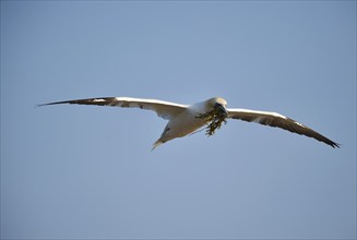 Northern gannet flying with nesting material on Heligoland, Schleswig-Holstein, Germany, Europe