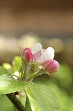 Apple blossoms (Malus), red still closed blossoms with bokeh in the background, Wilnsdorf,