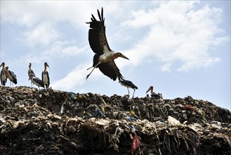 Greater Adjutant Stork (Leptoptilos dubius) at a largest disposal site. The greater adjutant stork