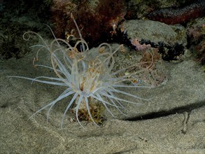 Colourful cylinder rose (Pachycerianthus) with long tentacles on a sandy seabed at night. Dive site