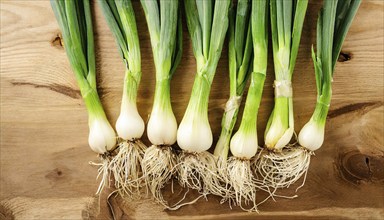 Vegetable, spring onion or spring onion, also known as winter onion, Allium fistulosum