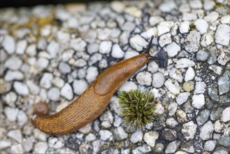 Red slug (Arion rufus), Germany, Europe