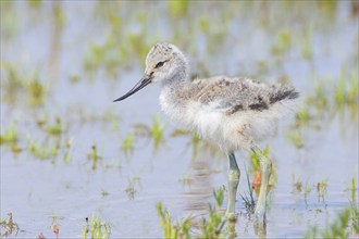 Black-capped avocet (Recurvirostra avosetta) young bird standing in shallow water, Wildlife,