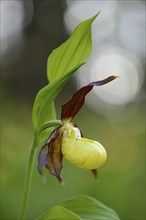 Close-up of lady's-slipper orchid (Cypripedium calceolus) in a forest in spring, Bavaria, Germany,