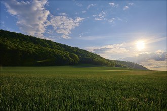 Grain field in spring with clouds at sunset, Mühlberg, Drei Gleichen, Thuringia, Germany, Europe