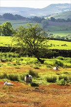 Farms and Sheeps in North York Moors National Park, Yorkshire, England, United Kingdom, Europe