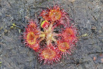 Common sundew (Drosera rotundifolia), complete plant with inflorescence from above, on peat, fully