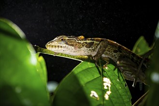 Common basilisk (Basiliscus basiliscus) juvenile, animal portrait, at night, Tortuguero National