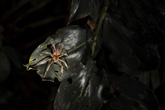 Creepy night shot, Geatzi comb spider (Cupiennius tazi) on a leaf in the jungle, Tortuguero