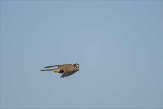 Common kestrel (Falco tinnunculus) adult male bird in flight, Suffolk, England, United Kingdom,