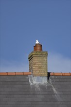 Herring gull (Larus argentatus) adult bird sitting on an urban house chimney pot, England, United