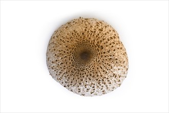 Top view of Parasol Mushroom on white background