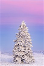 Snowy spruce tree in a wintry landscape at dusk and a colorful pink sky on a cold winter evening