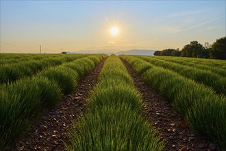 Sprawling lavender field (Lavandula), at sunrise, summer, Valensole, Alpes-de-Haute-Provence,