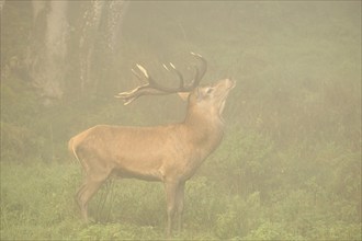 Red deer (Cervus elaphus) Stag in fog during the rut, Allgäu, Bavaria, Germany, Allgäu, Bavaria,