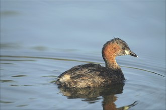 Little grebe (Tachybaptus ruficollis) Allgäu, Bavaria, Germany, Allgäu, Bavaria, Germany, Europe