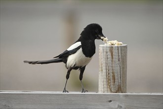 European magpie (Pica pica) eats bread, southern Sweden, Sweden, Scandinavia, Europe