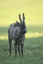 European roe deer (Capreolus capreolus) buck with shaggy winter coat and long velvet horns in a