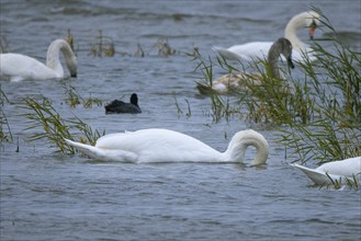 A swan (Cygnus) dipping its head into the water surrounded by reeds, Lake Neusiedl National Park,