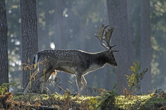 Fallow deer (Dama dama), fallow deer, forest