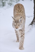 Eurasian lynx (Lynx lynx) walking in a snowy forest in winter, Bavaria, Germany, Europe