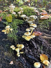 Colony of poisonous mushroom poisonous mushroom Sulphur tuft (Hypholoma fasciculare) Leafy mushroom