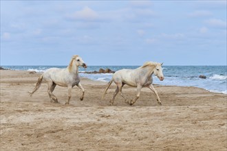 Two white Camargue horses galloping along the beach, the sea in the background, under a cloudy sky,