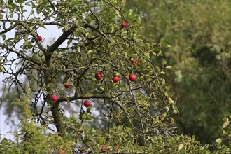 Apple tree, September, Germany, Europe