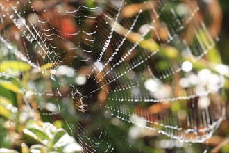 Spider's web with morning dew, September, Germany, Europe