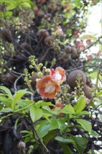 Blossoms of the cannonball tree (Couroupita guianensis) in the Royal Botanic Gardens, Kandy,