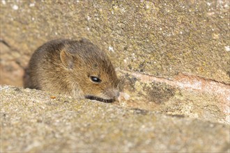 Brown rat (Rattus norvegicus) juvenile baby rodent animal emerging from a hole by a building brick